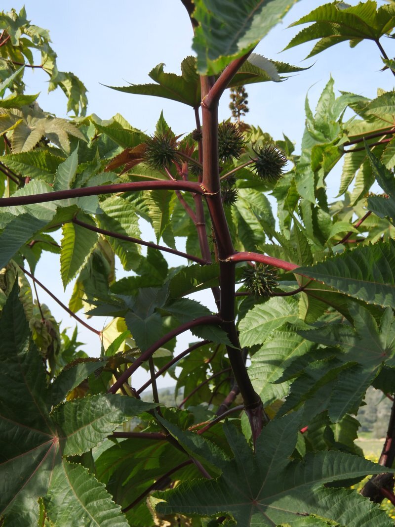 Ricinus communis