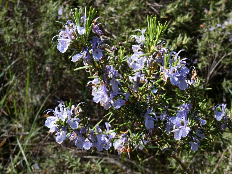 Rosmarinus officinalis 'Prostratus'