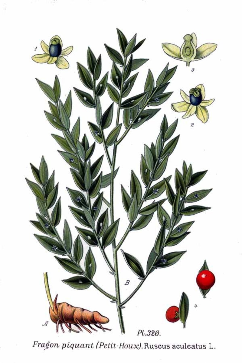 Ruscus aculeatus
