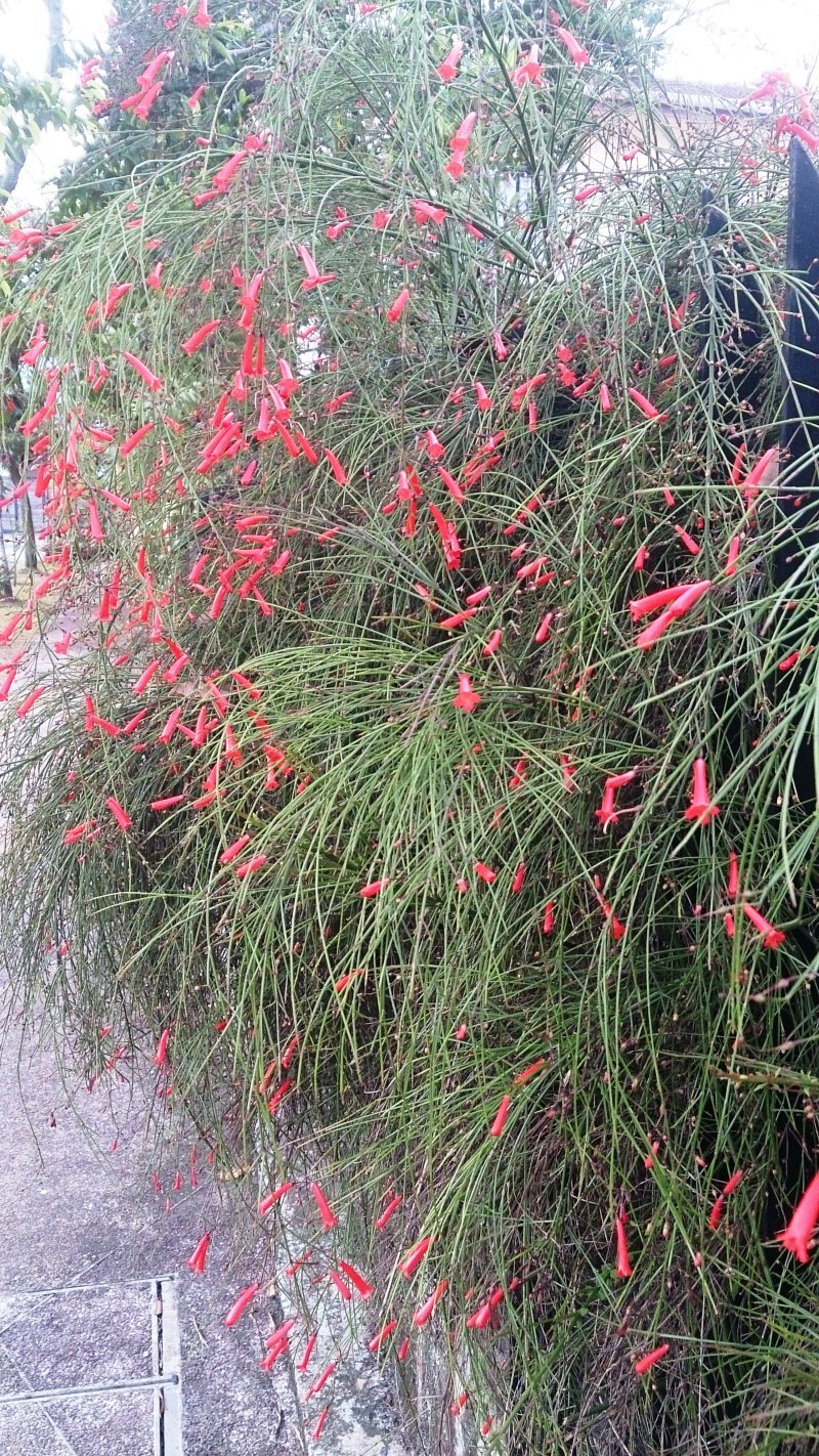 Russelia equisetiformis