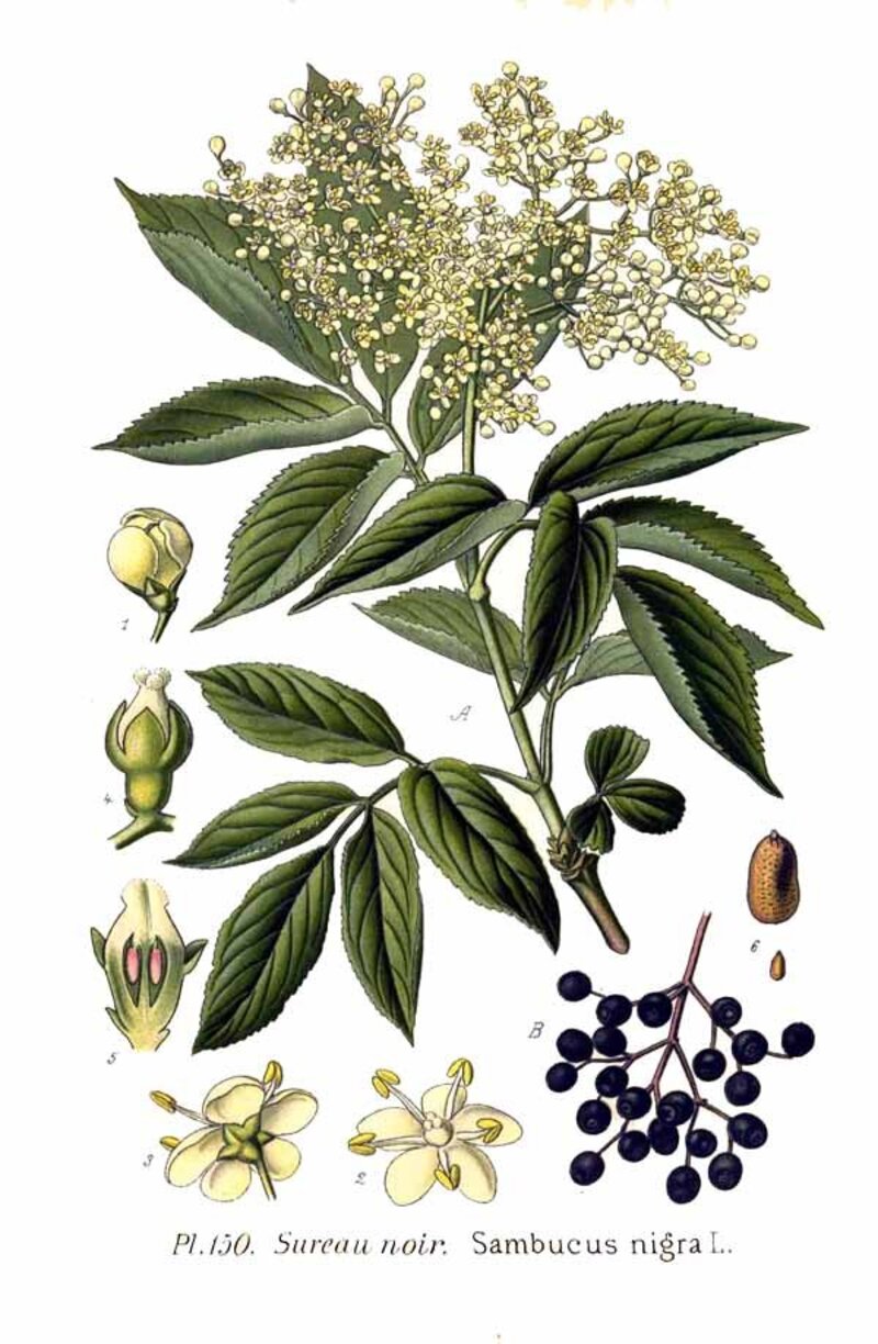 Sambucus nigra