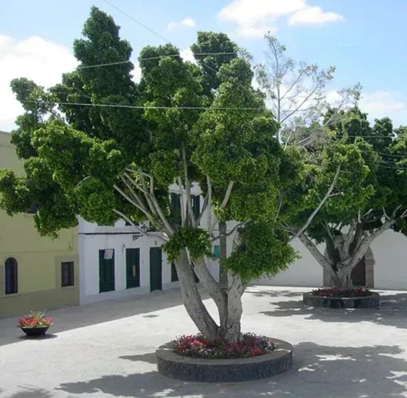 Ficus benjamina