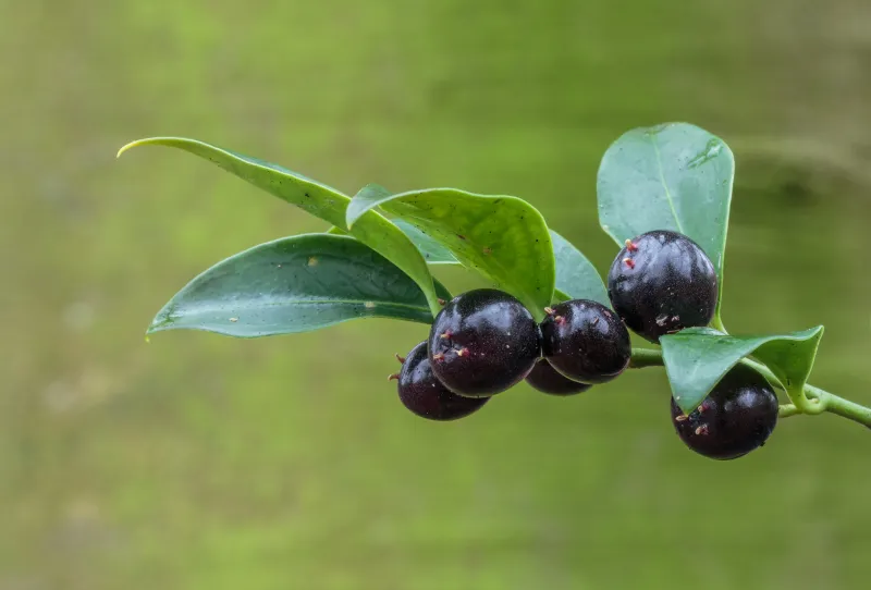 Sarcococca hookeriana