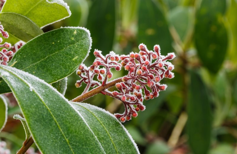 Skimmia japonica