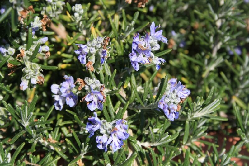 Rosmarinus officinalis
