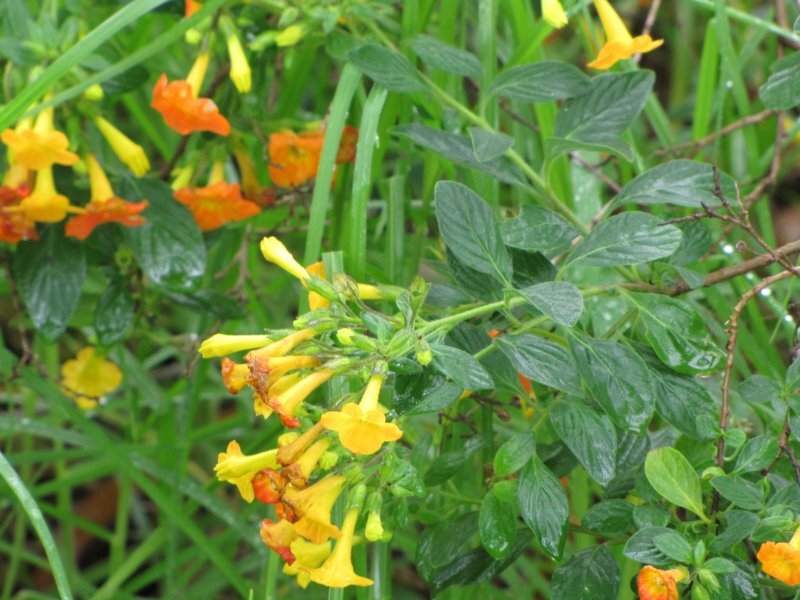 Streptosolen jamesonii