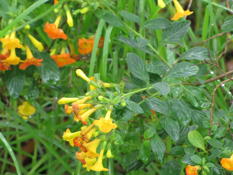 Streptosolen jamesonii