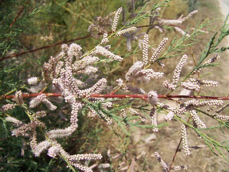 Tamarix africana