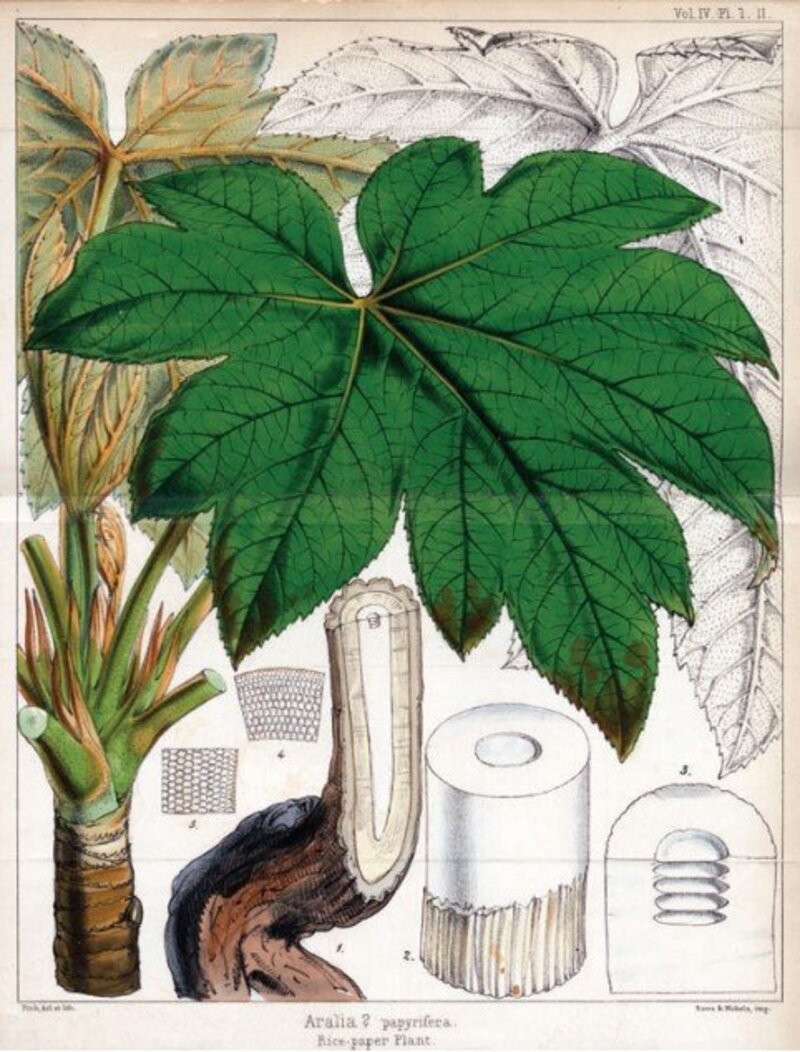 Tetrapanax papyriferus