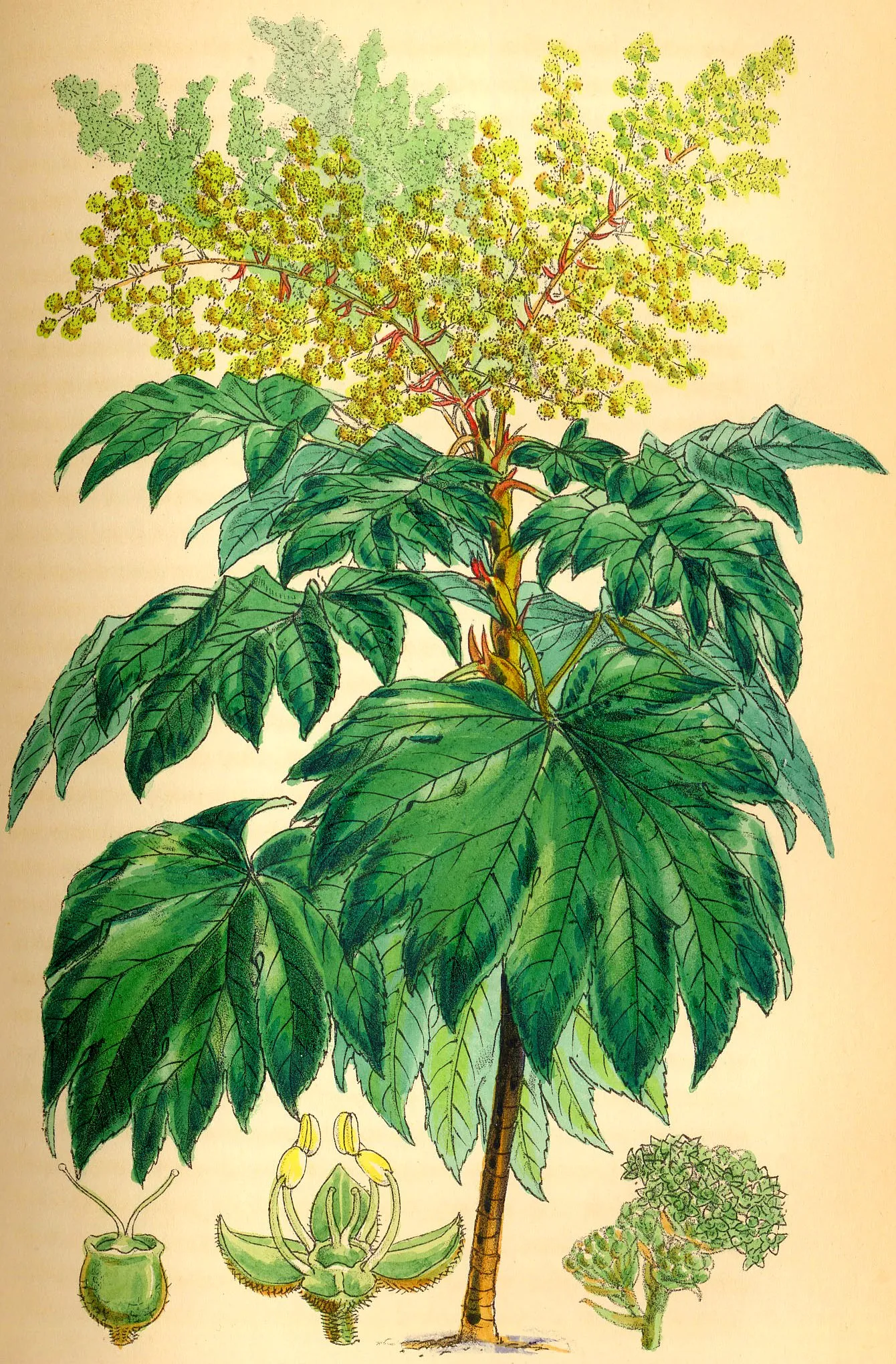Tetrapanax papyriferus