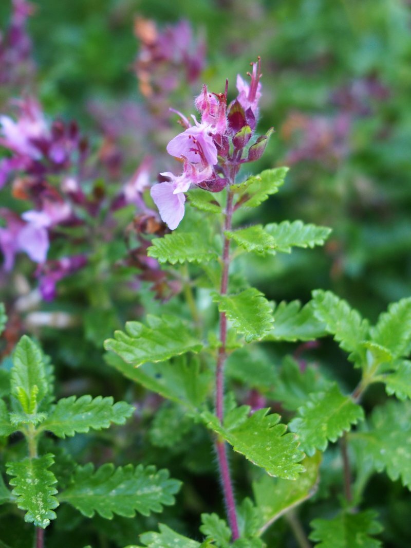 Teucrium chamaedrys