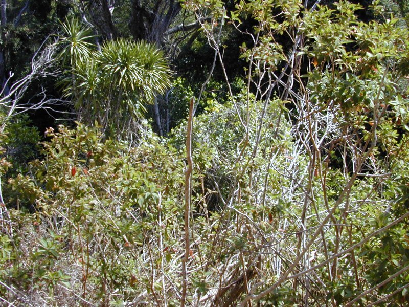 Tibouchina urvilleana