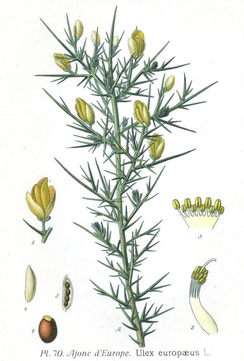 Ulex europaeus