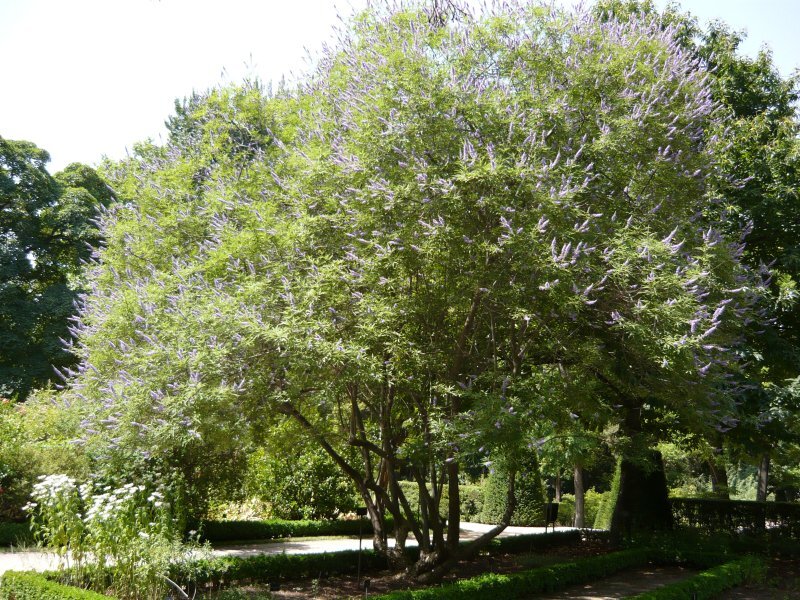 Vitex agnus-castus