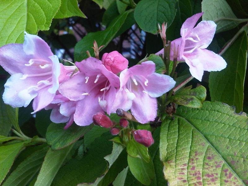Weigela florida