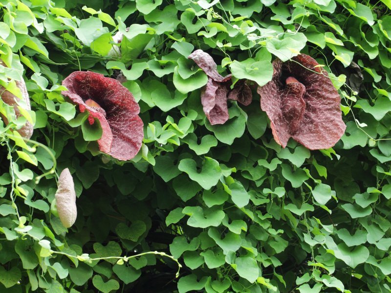 Aristolochia elegans
