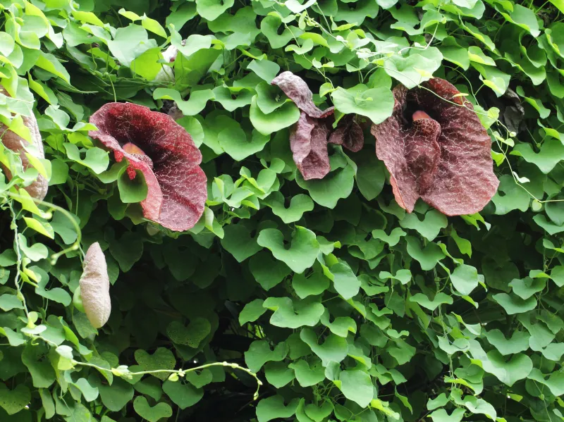 Aristolochia elegans