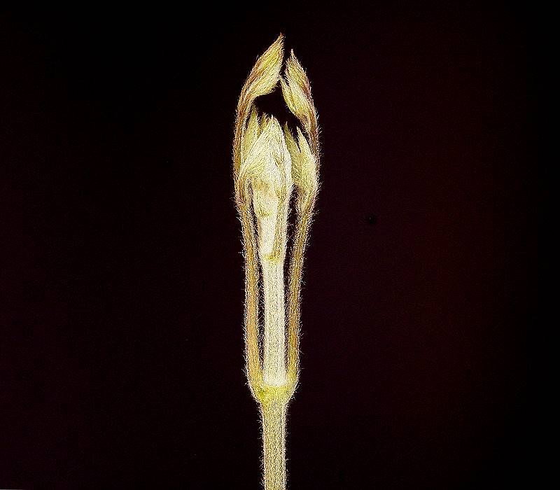 Clematis 'Jackmanii'