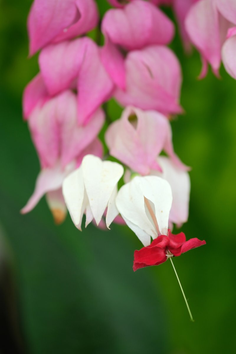 Clerodendrum thomsoniae