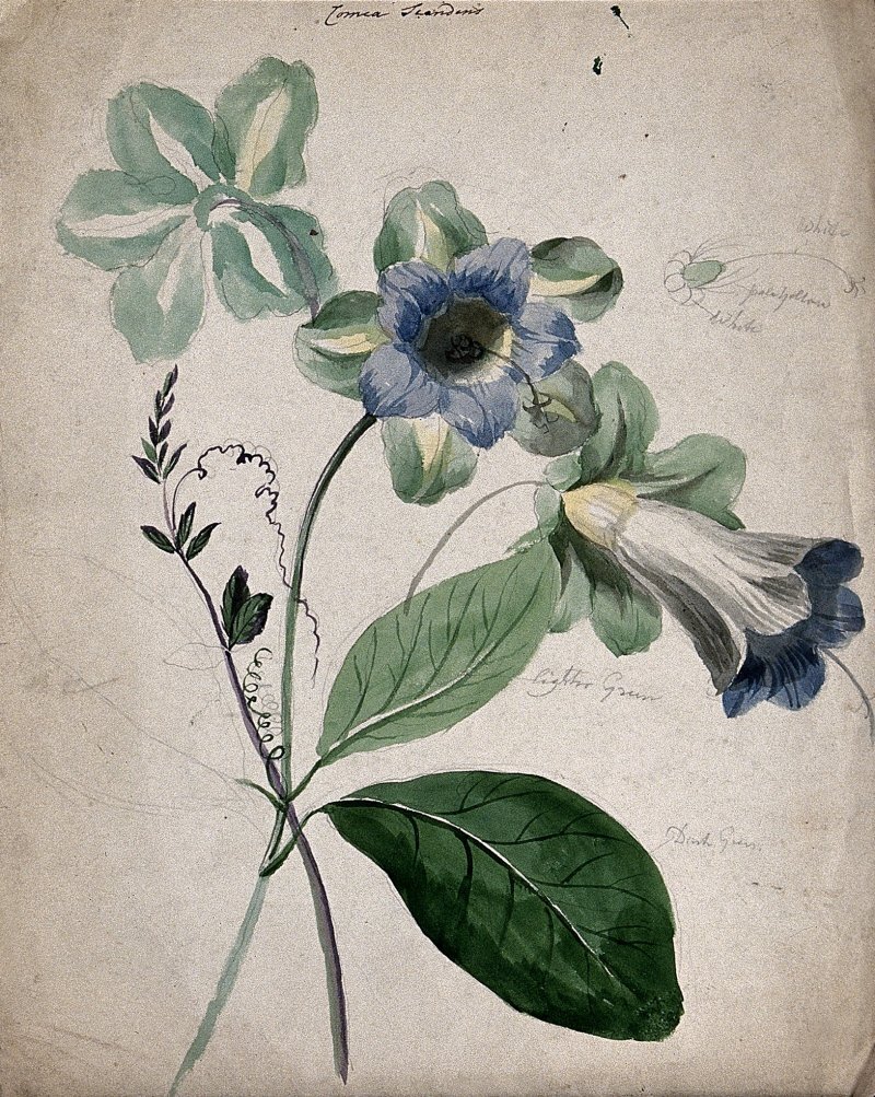 Cobaea scandens