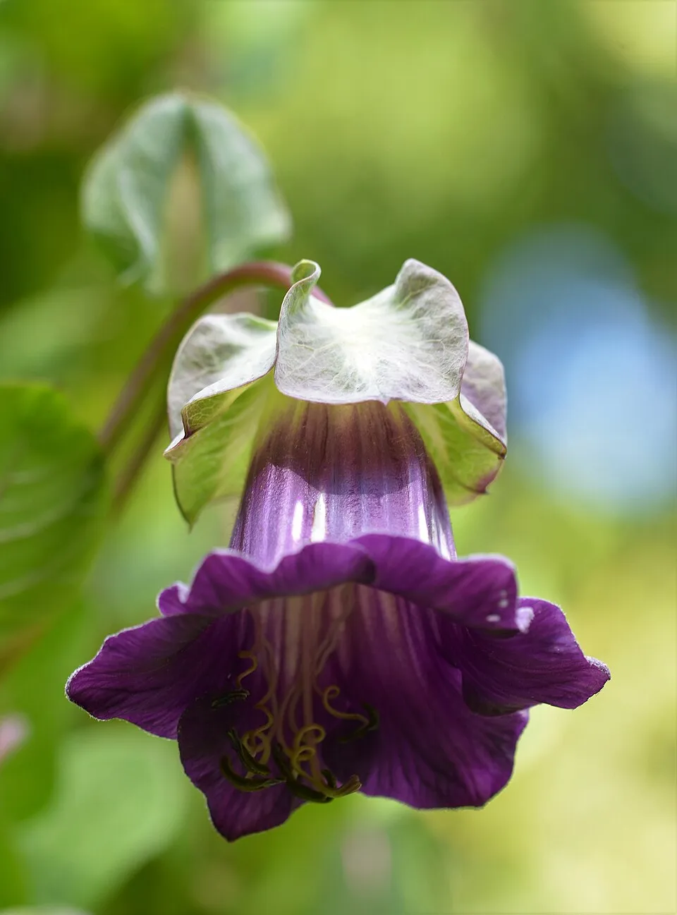 Cobaea scandens