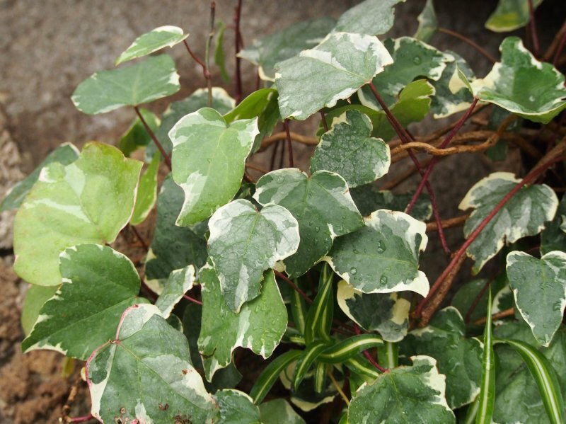 Hedera canariensis 'Gloire de Marengo'