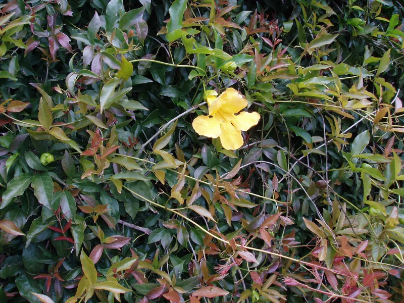 Macfadyena unguis-cati