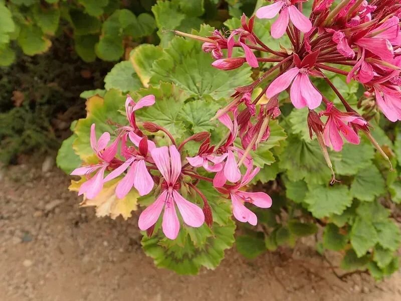 Pelargonium zonale