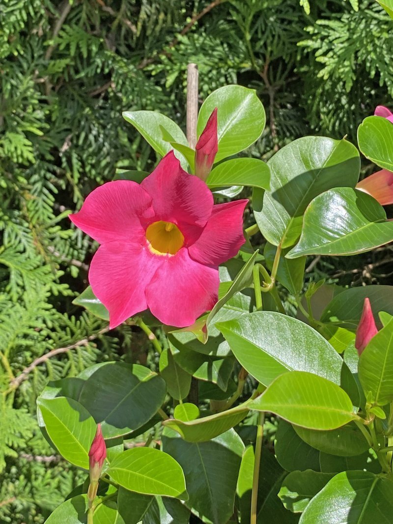 Mandevilla laxa