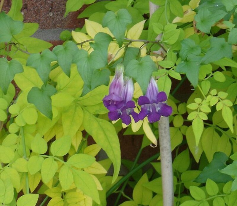 Maurandia erubescens