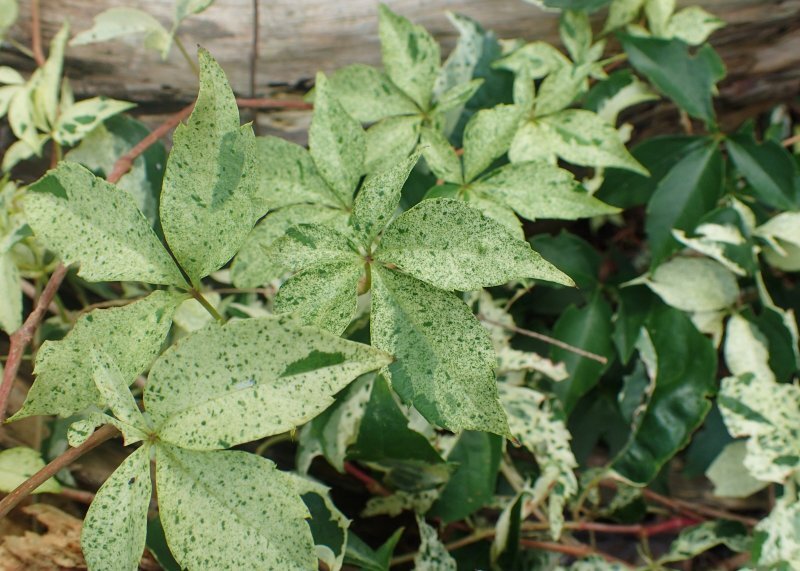 Parthenocissus quinquefolia