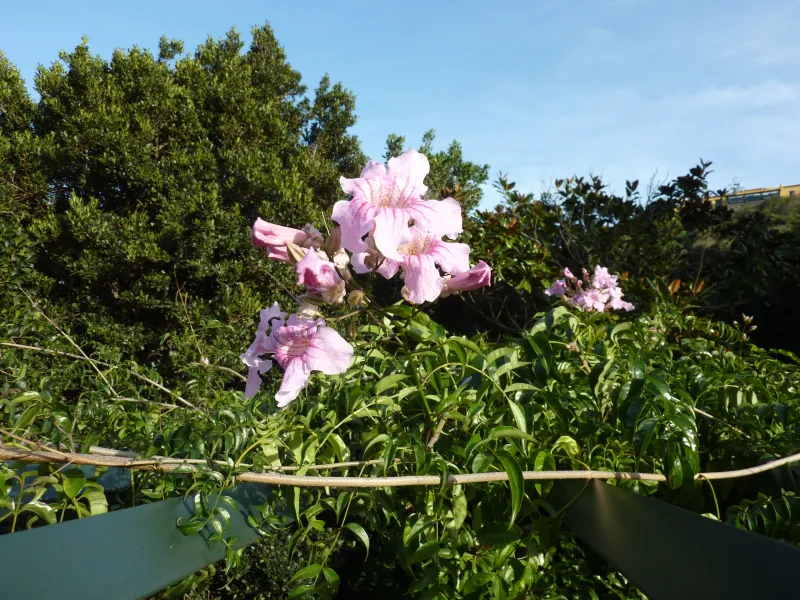 Podranea ricasoliana