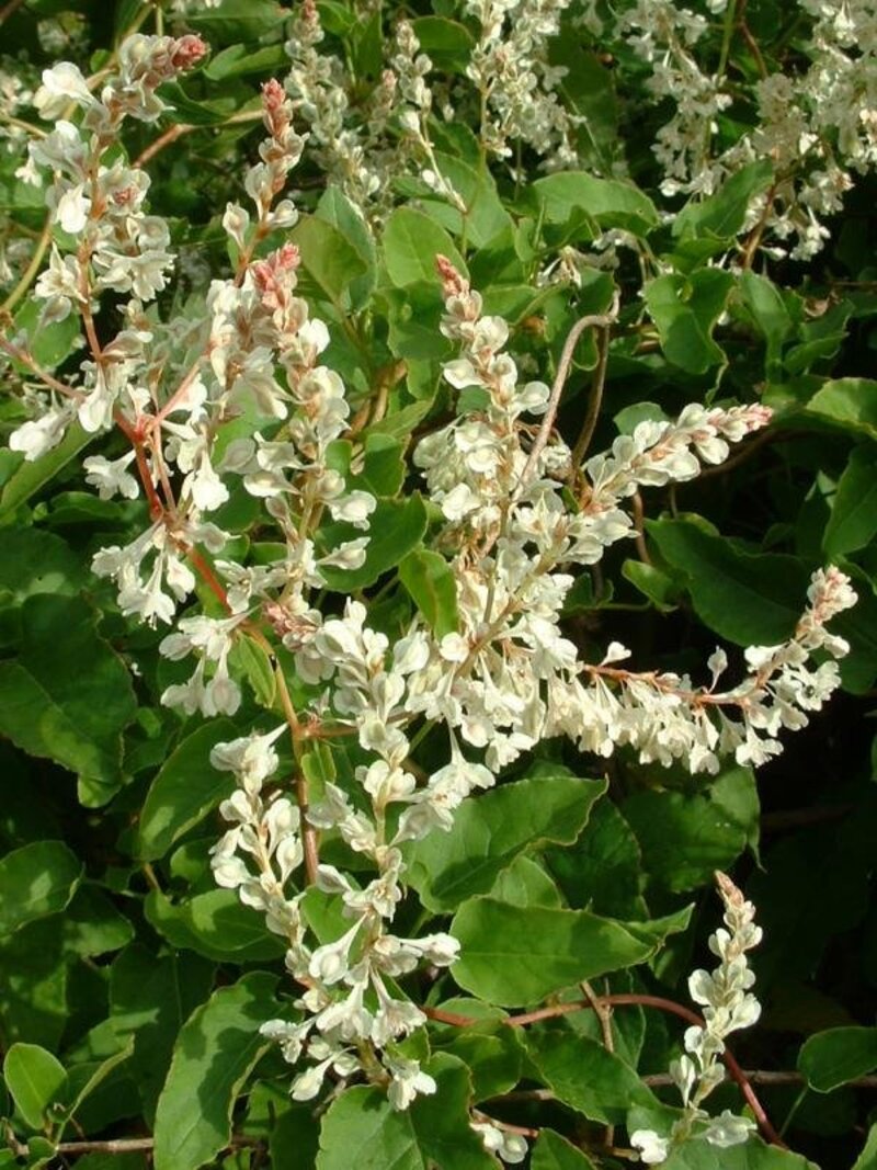 Polygonum aubertii