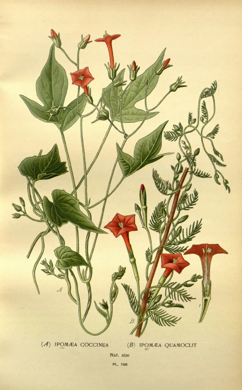 Quamoclit coccinea