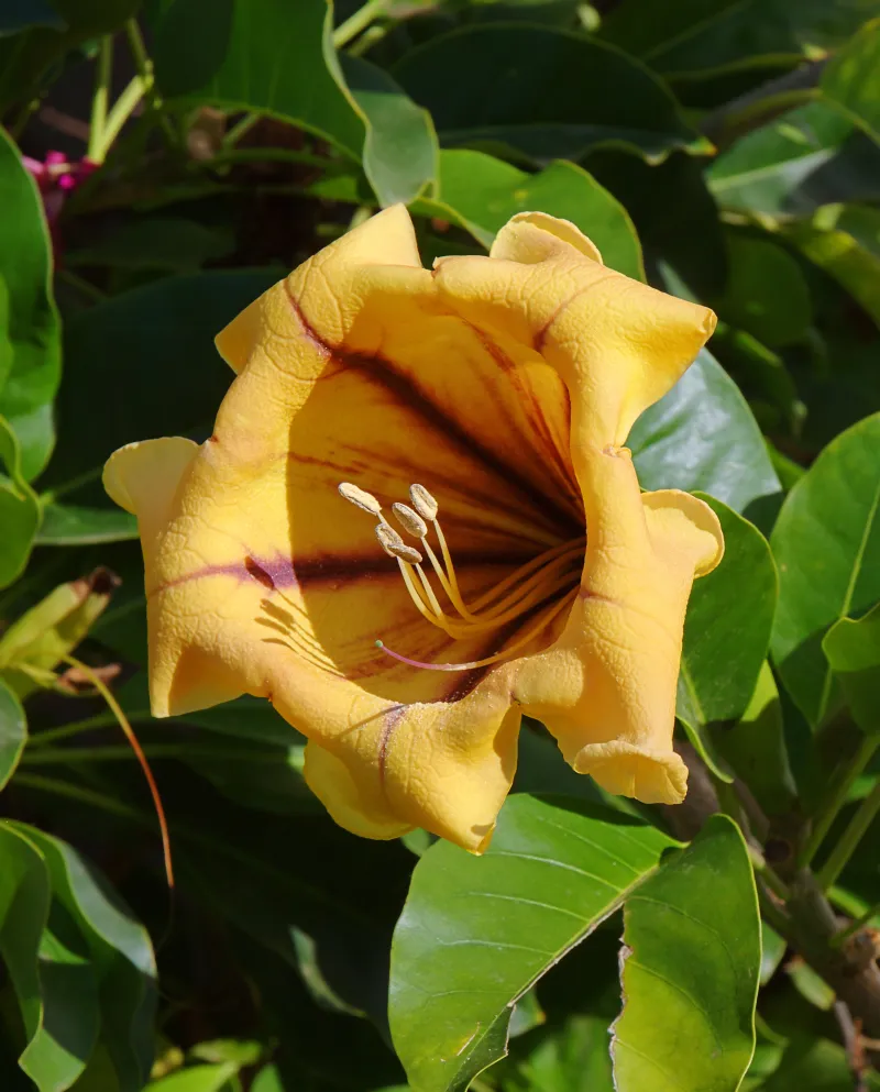Solandra maxima