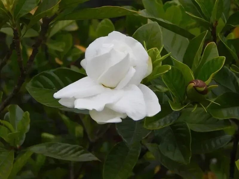 Gardenia jasminoides