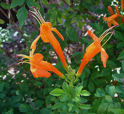 Tecomaria capensis
