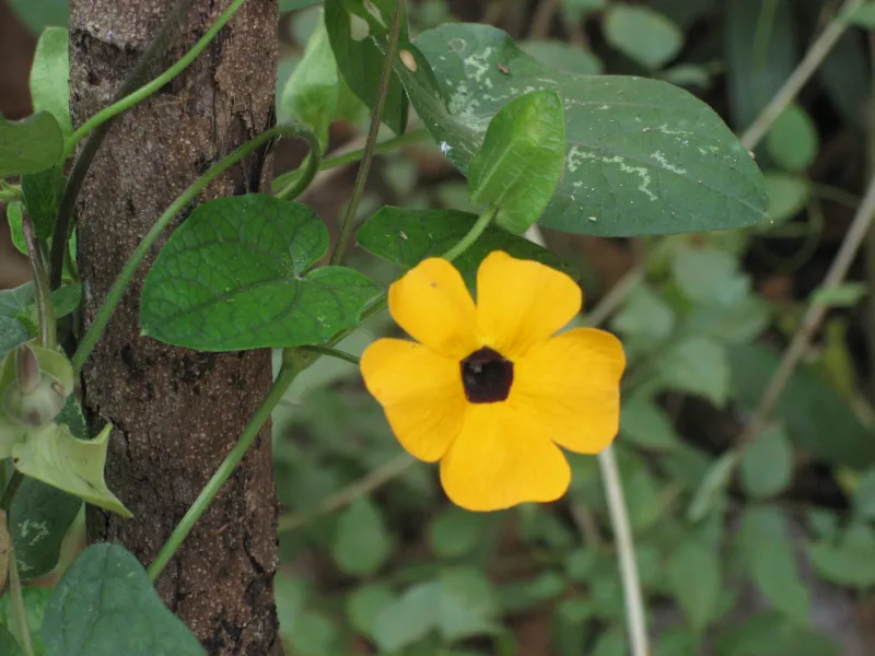Thunbergia alata
