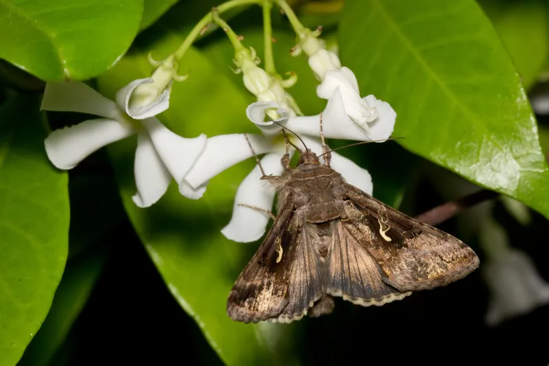 Trachelospermum jasminoides