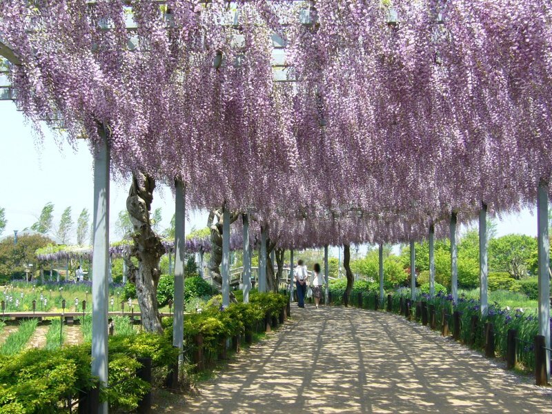 Wisteria floribunda