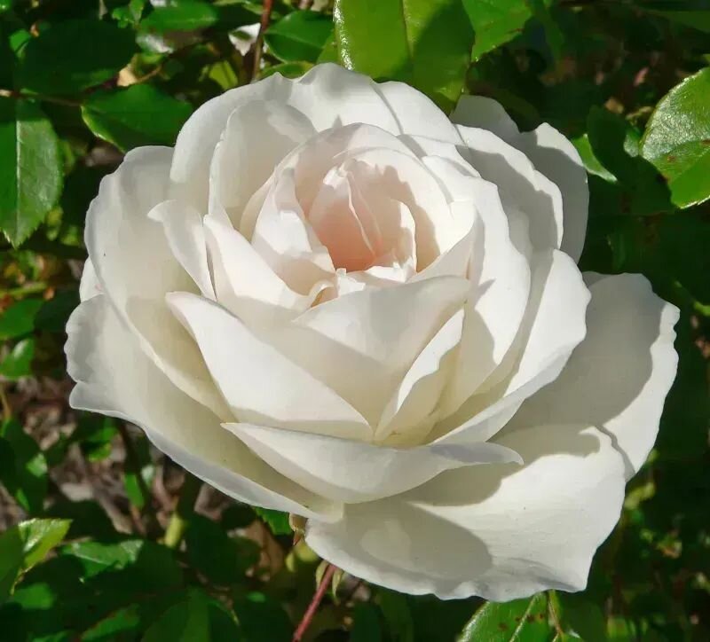Rosa 'Iceberg'