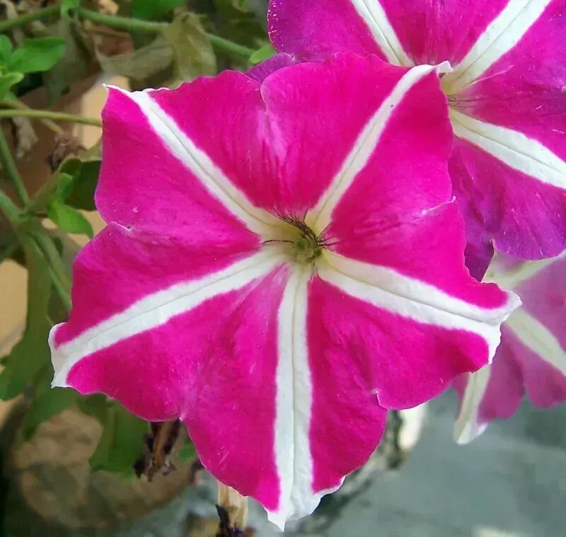 Petunia x hybrida
