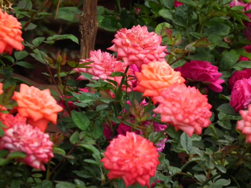 Rosa 'Miniature'