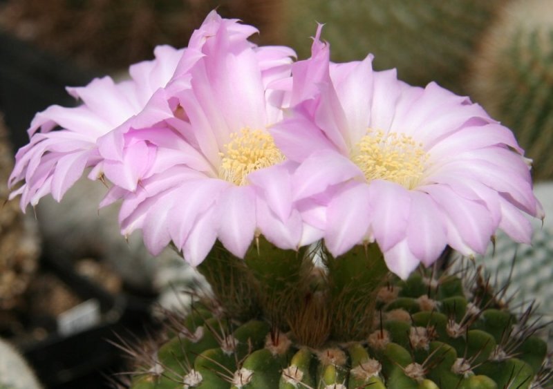 Acanthocalycium spp