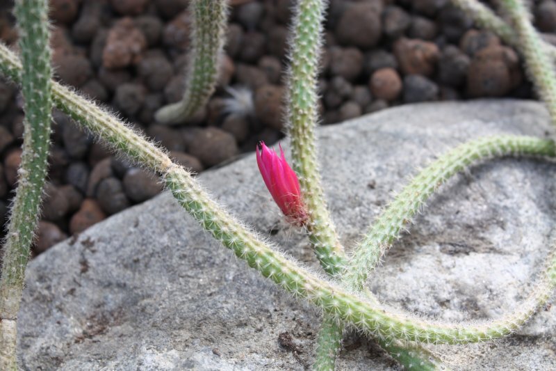 Aporocactus flagelliformis