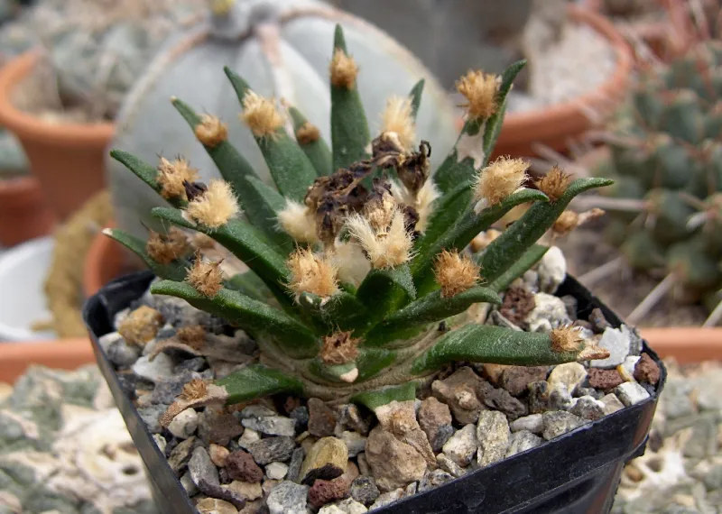 Ariocarpus spp