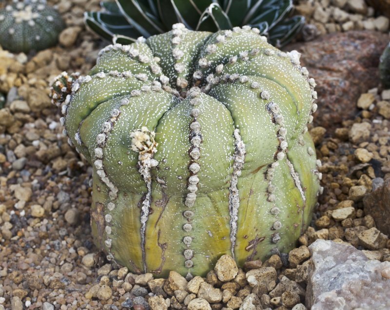 Astrophytum asterias
