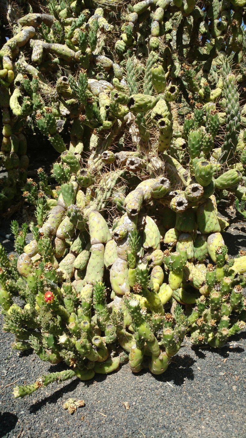 Austrocylindropuntia cylindrica
