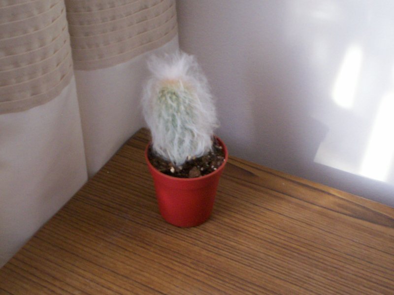 Cephalocereus senilis