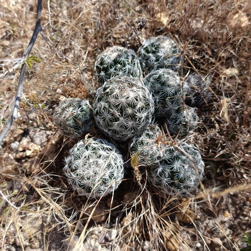 Coryphantha spp